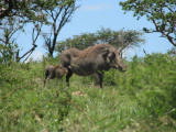 safrica/IMG_0562 (WinCE).JPG